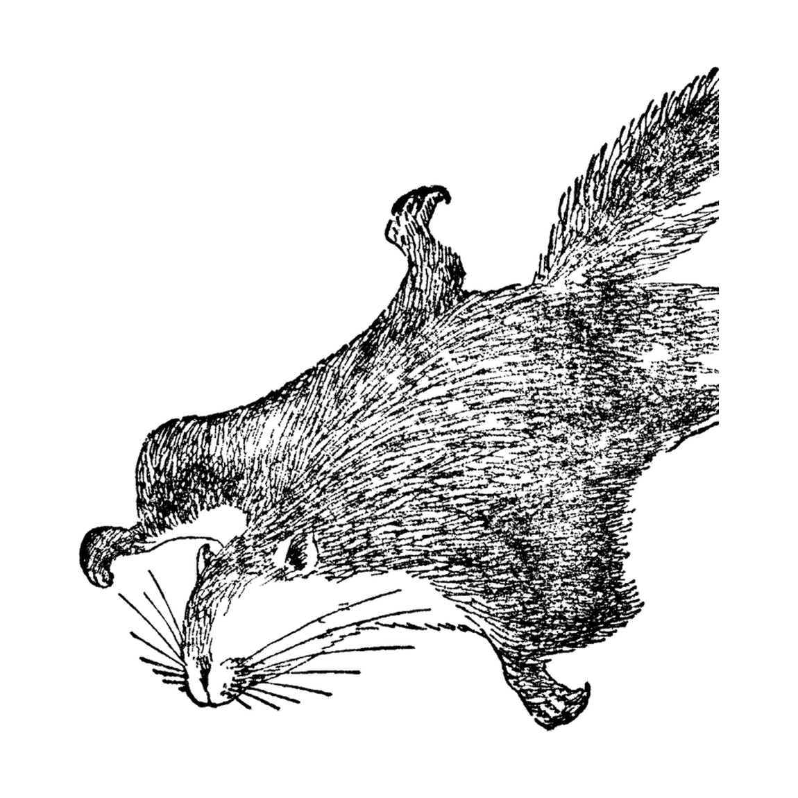 Гравюра — летяга
